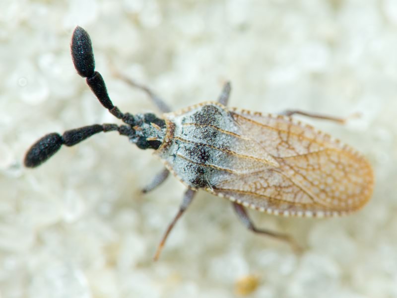Copium teucrii (Host, 1788)